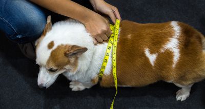 Research exposes extent of dog obesity crisis